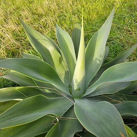 Sea Breeze Faja Grande